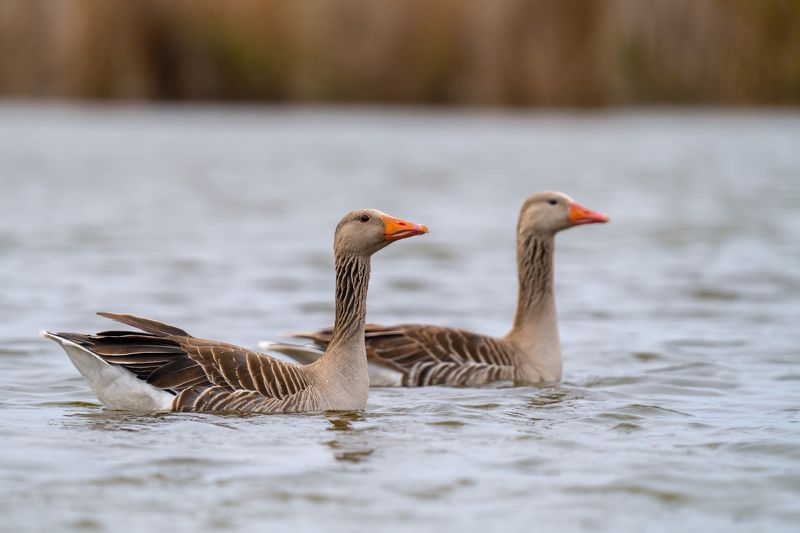 Anser anserphoto preview