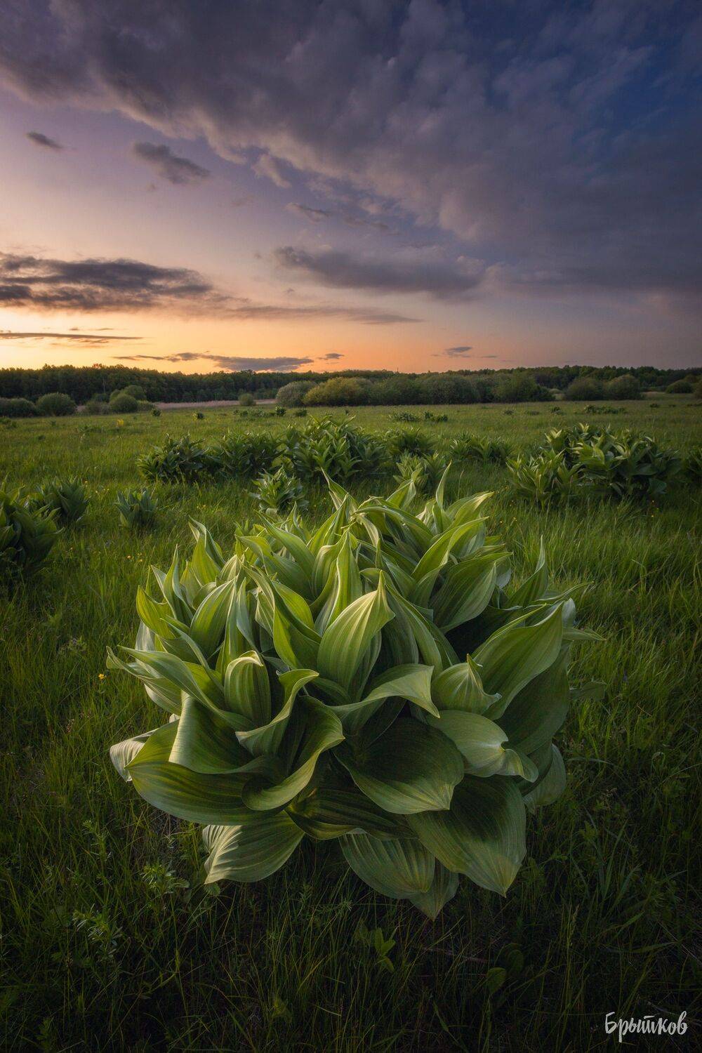 , Николай Брытков