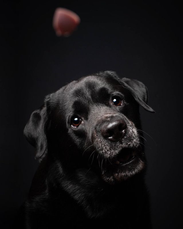 Как заколдовать собаку? =)photo preview