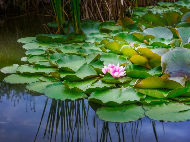 Лотосовое озеро. Странджа гора.photo preview