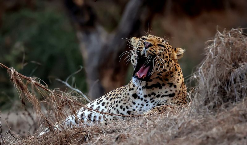 #leopard Feeling Lazy!photo preview