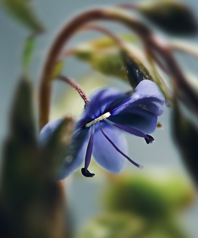 цветок, макро, природа, один Одиночкаphoto preview