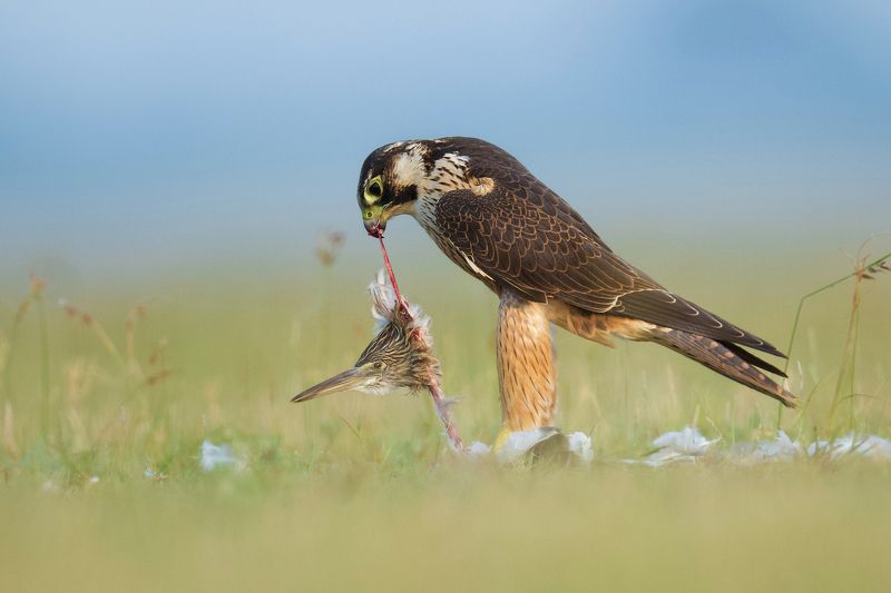 #birds #raports Shaheen Falcon devouring a Indian Pond Heron.photo preview