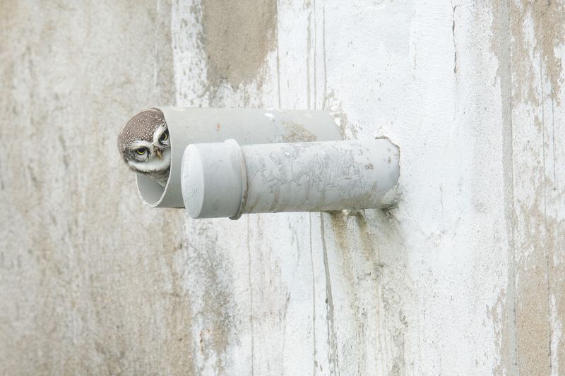 #birds #urbanbirds #owl Spotted Owlet in Drainage Pipephoto preview