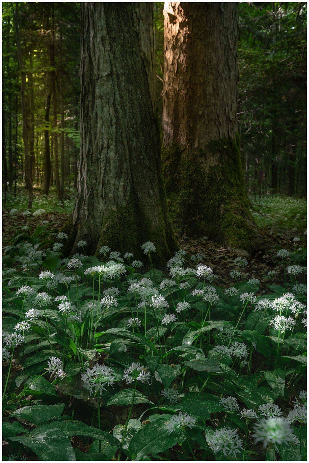 Aromat... Автор: Sokołowski Jarosław , Sokołowski Jarosław