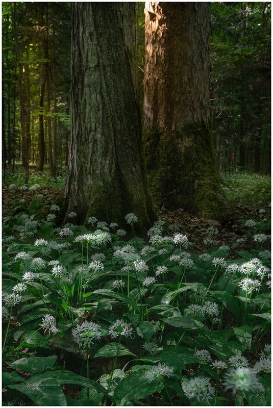 Aromat..photo preview