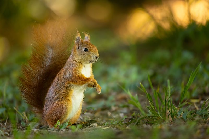 Squirrelphoto preview