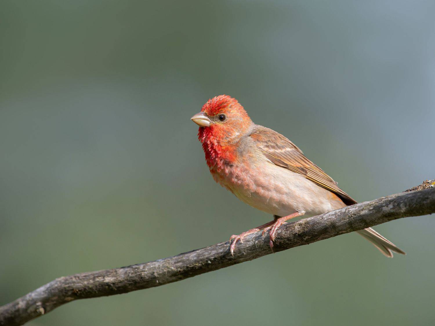 Чечевица. Автор: Андрей Киселёв птицы,природа, лето, Андрей Киселёв