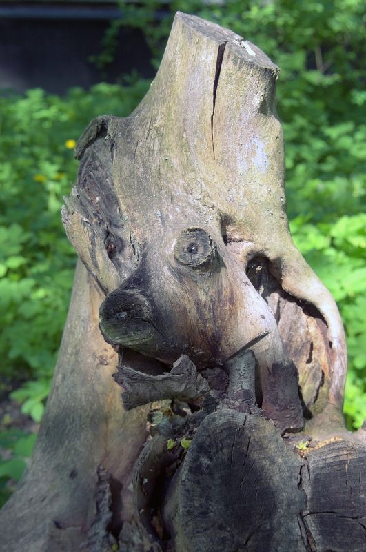 pareidolia Не садись на пенек...photo preview