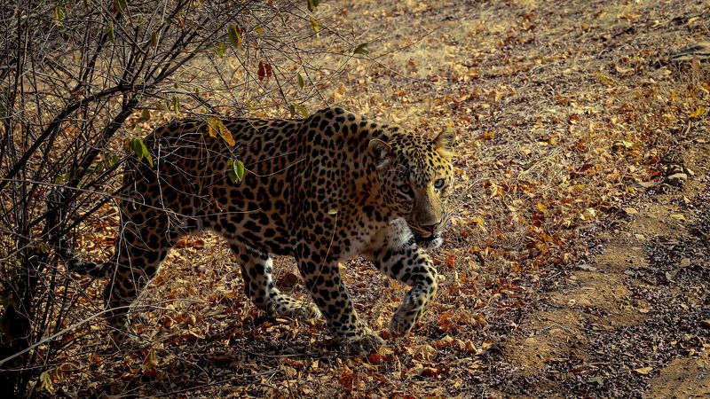 #leopard On The Prawl!photo preview