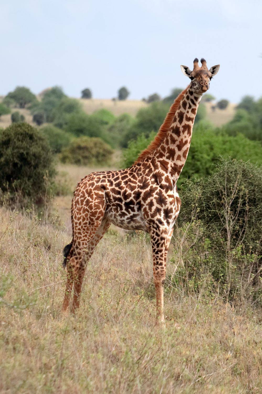 Nairobi National Park. Автор: modus2000 , modus2000