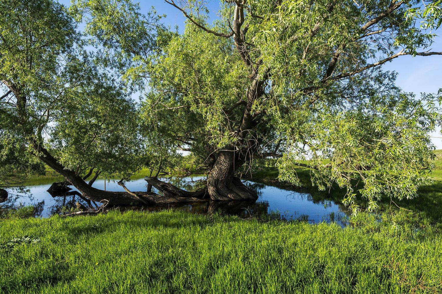 *******. Автор: Андрей Шарапов , Андрей Шарапов