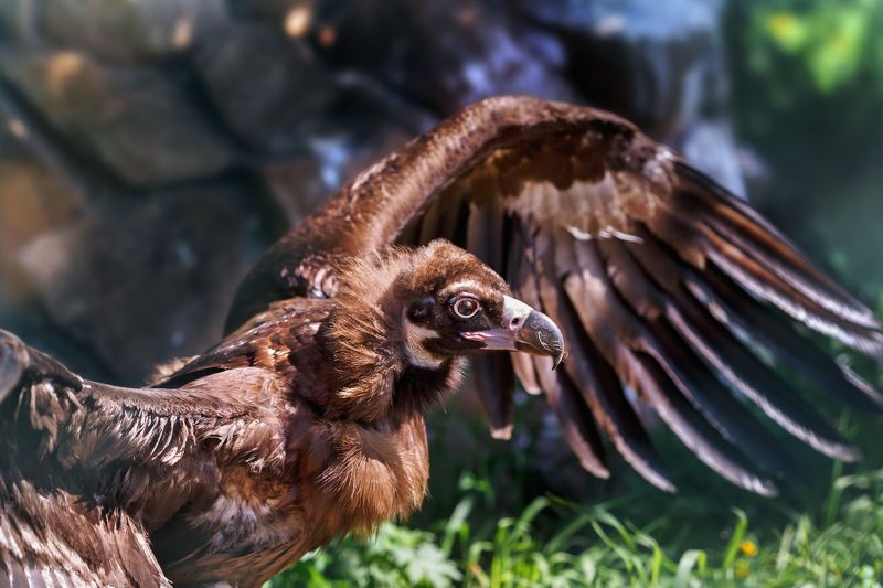 черный гриф Черный грифphoto preview