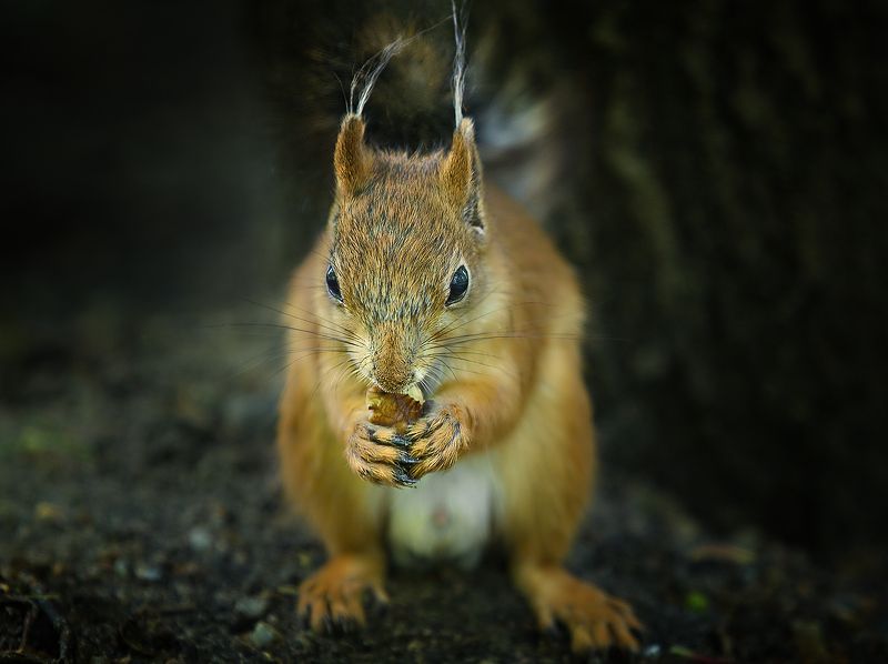 Белкаphoto preview