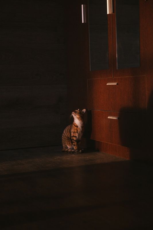 кошка Усатое утроphoto preview