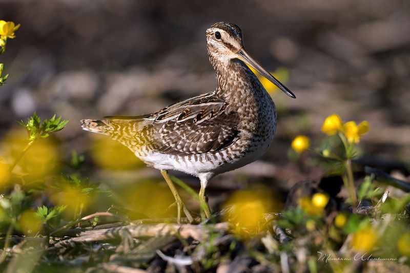 Гордый бекасphoto preview