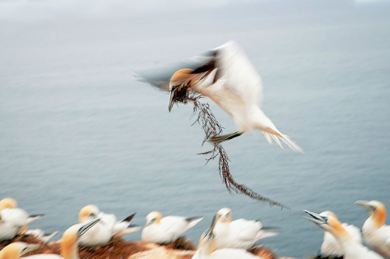 #gannet #seabird #fly #wings #motion Landing gannetphoto preview