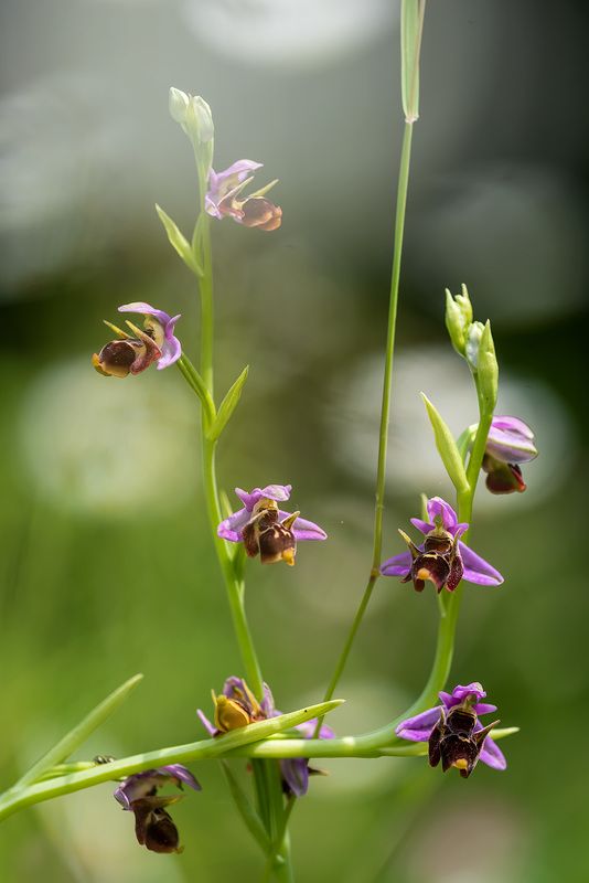 офрис, офрис пчелоносная, орхидные Июньский хороводphoto preview