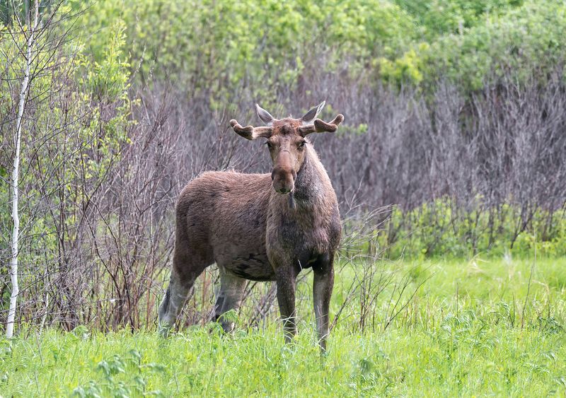 животные, лось, бык, лес, болото, лось трёхлетка..photo preview