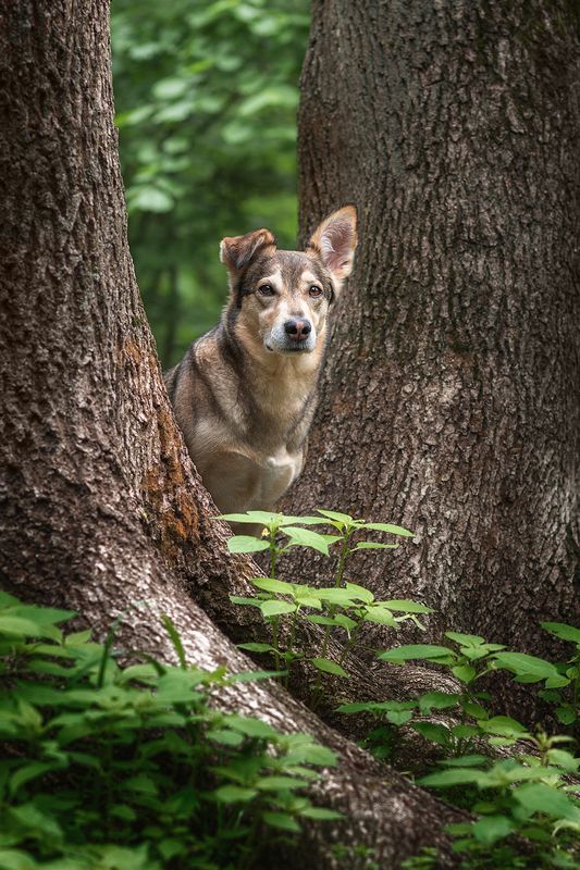 собака, животное Уокерphoto preview