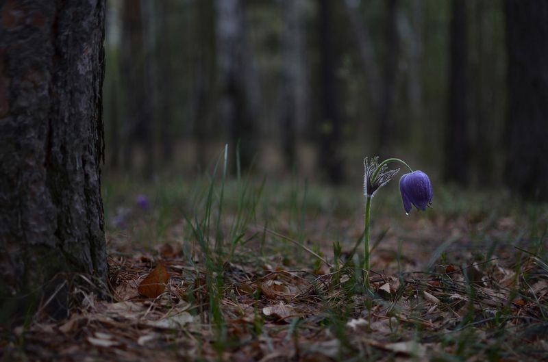 Дождливым вечером. Сон-трава фото превью