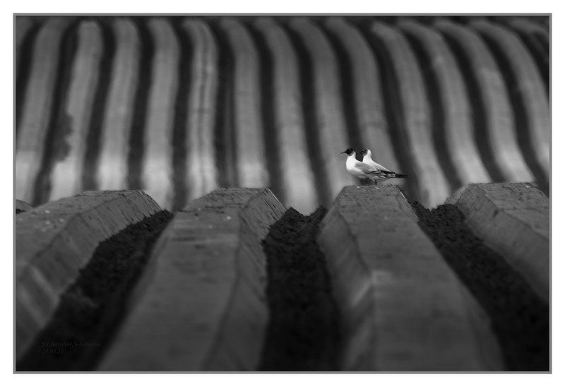 Zaoranephoto preview