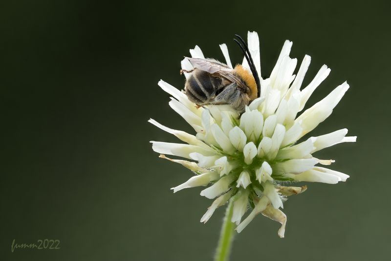 ПАСТОРАЛЬ. УТРЕННИЙ СОН.photo preview
