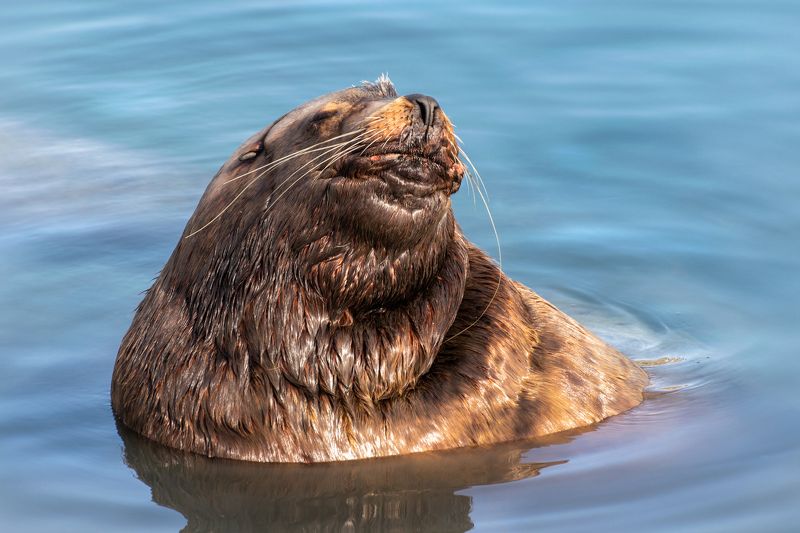 Морской лев сивуч бухта Камчатка Послеобеденный отдыхphoto preview