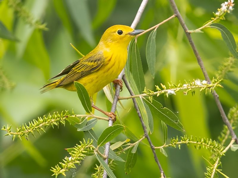 yellow warbler, жёлтая древесница,певун, warbler Yellow warbler - Жёлтая древесницаphoto preview