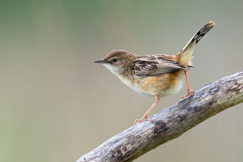 Cisticola juncidisphoto preview