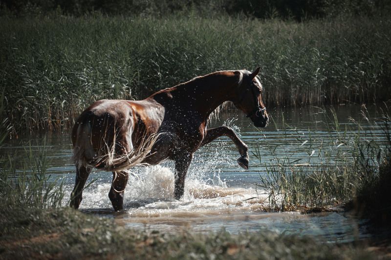 Купание благородного коняphoto preview