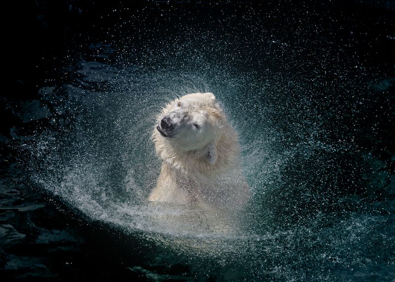 Полярная медведицаphoto preview