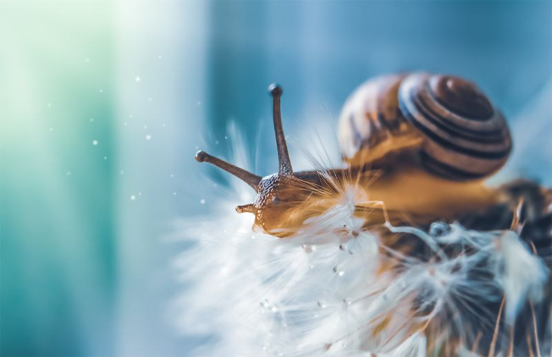 улитка, макро, природа, моллюск, одуванчик Только вперёдphoto preview