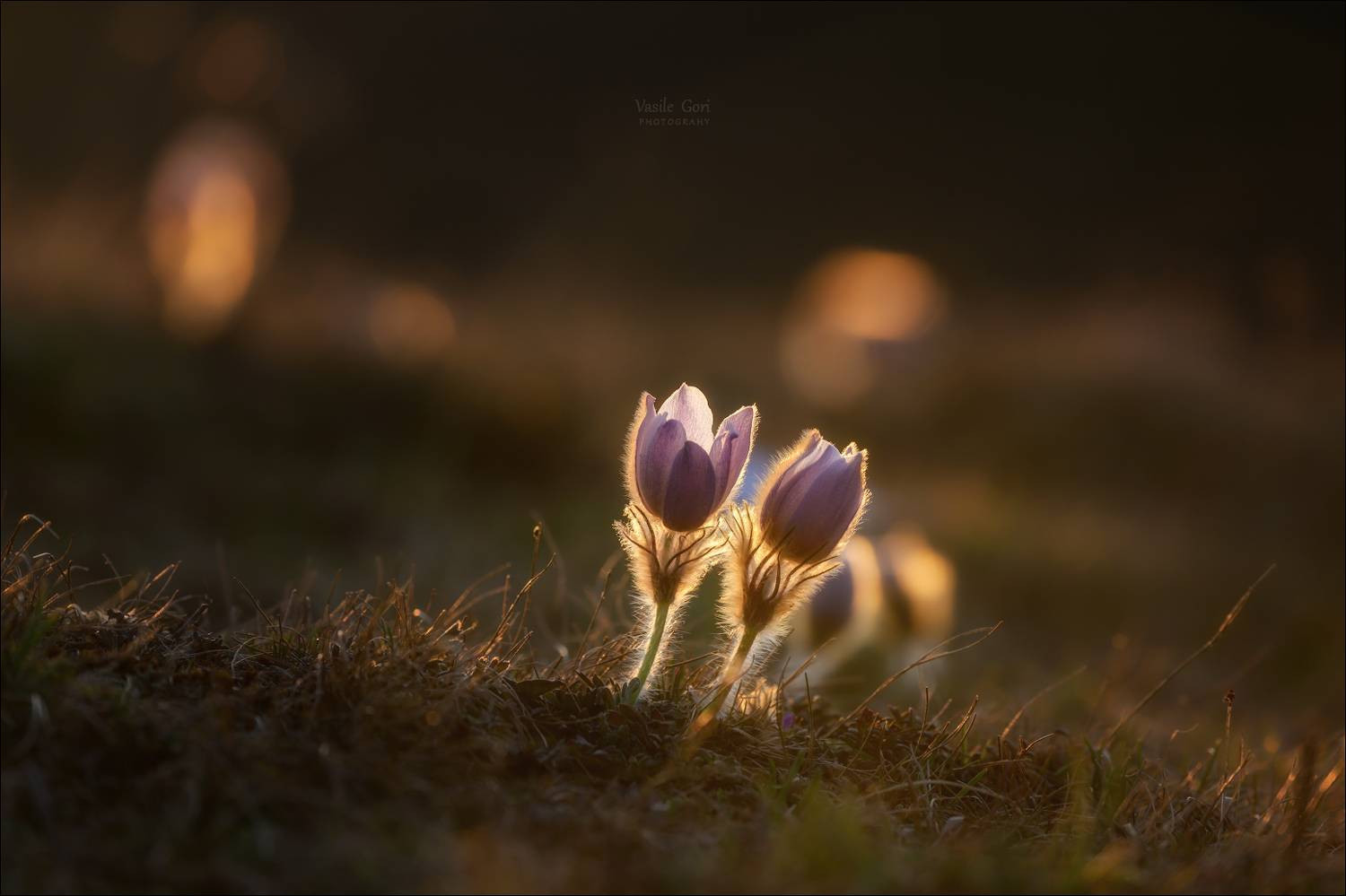 доломитовые альпы,крокусы,passo giau,весна,италия,alps,горы,pulsatilla vernalis, Василий Гори