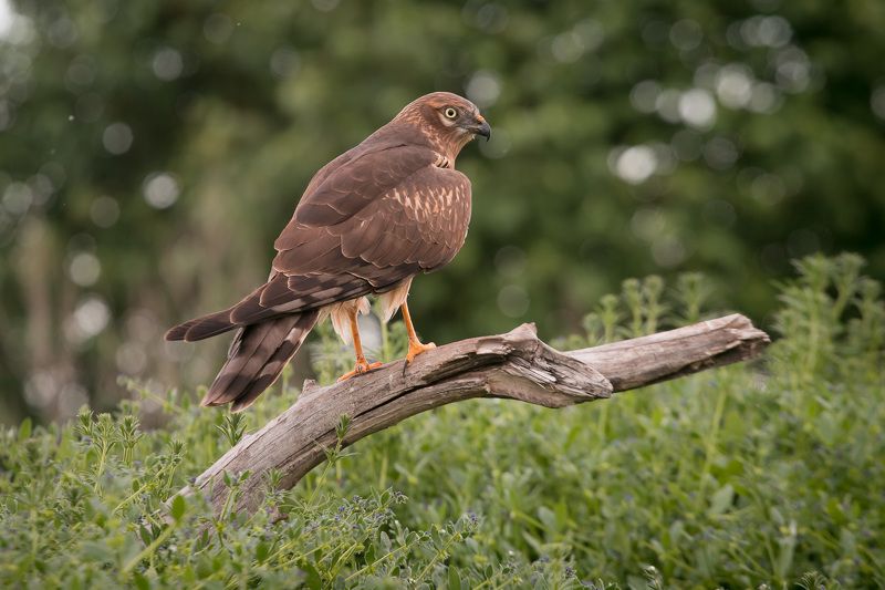 птицы, birds, луговой лунь, wildlife, весна, spring, montagu\\\'s harrier Луговой лунь, самкаphoto preview