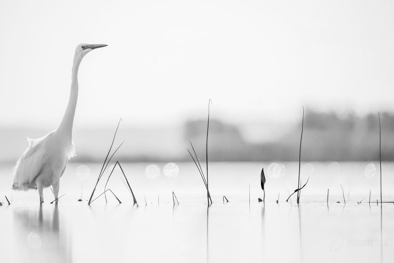 цапля, ч/б, птицы Китайская живописьphoto preview