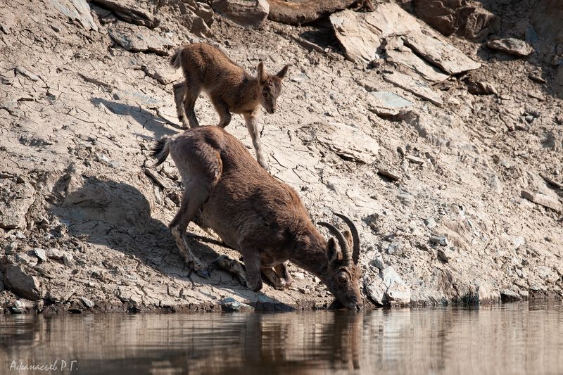 сибирский горный козел, козерог С мамой на водопоеphoto preview