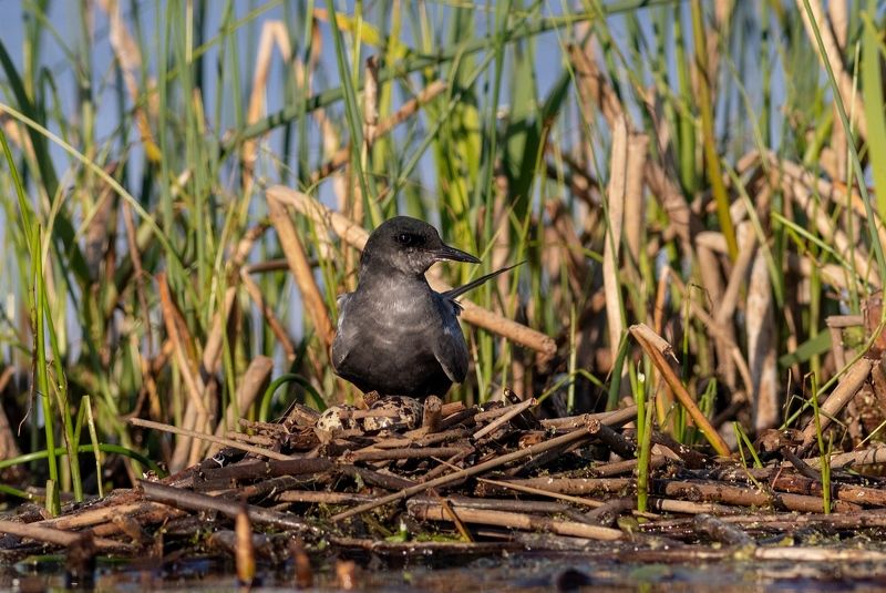 чёрная крачка, птица, животные, фотоохота, крачка, birds На гнезде ( Чёрная болотная крачка )photo preview