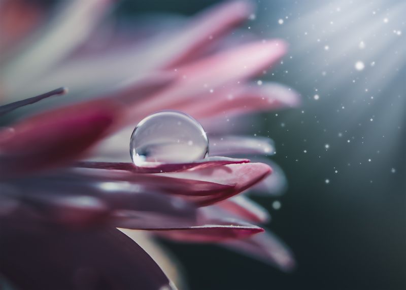 капля, цветок, макро, природа Капелька в лучах света.photo preview