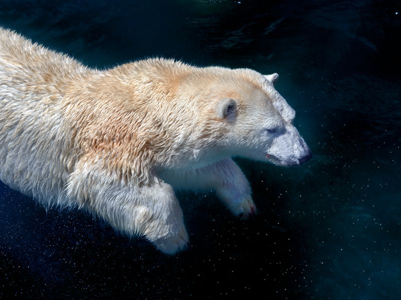 Полярный медведьphoto preview