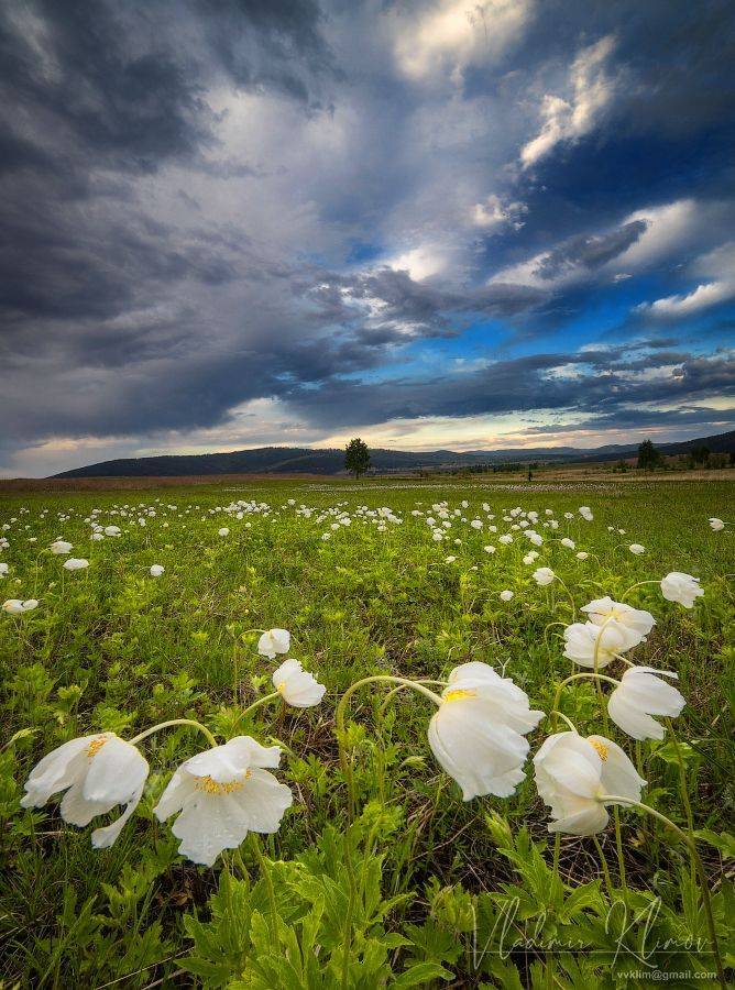 ***. Автор: Владимир , Владимир