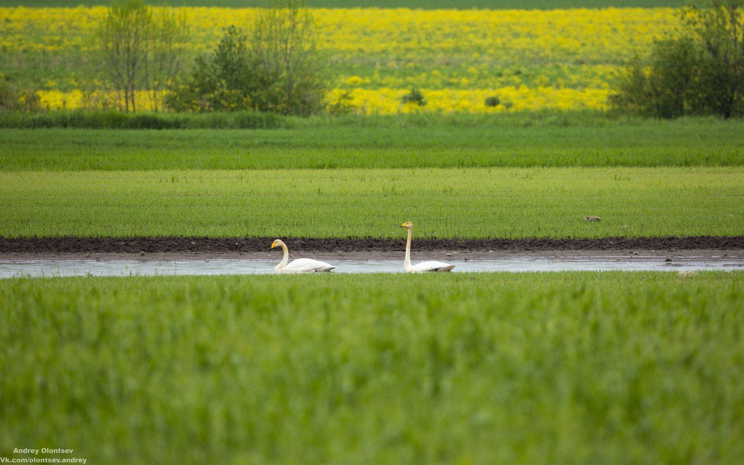 солнце, россия, рассвет, природа, подмосковье, погода, пейзажи, пейзаж, отражение, наукоград, красота, дубна, вода, весна, weather, water, spring, russia, reflection, naukograd, nature, moscow, landscape, dawn, canon, dubna, beauty, Андрей Олонцев