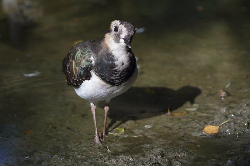 из жизни пернатыхphoto preview