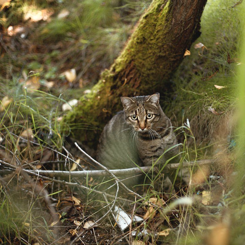 Cat, Nature шорохphoto preview