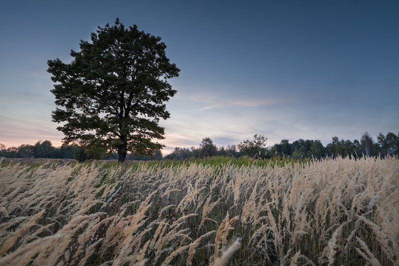А в поле Дубphoto preview