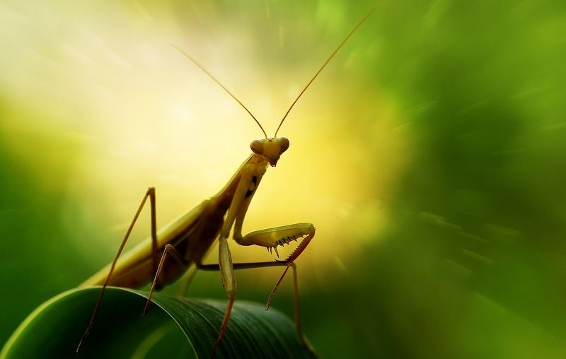 tiny livesphoto preview