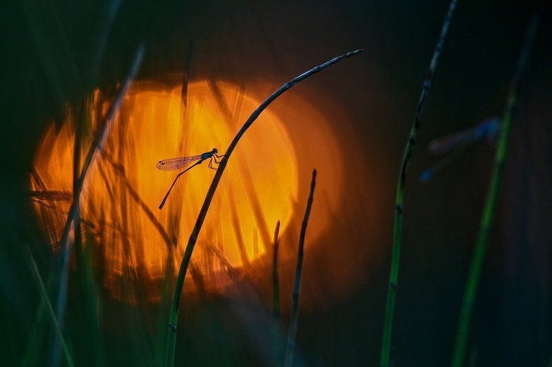 Как прекрасен этот мирphoto preview