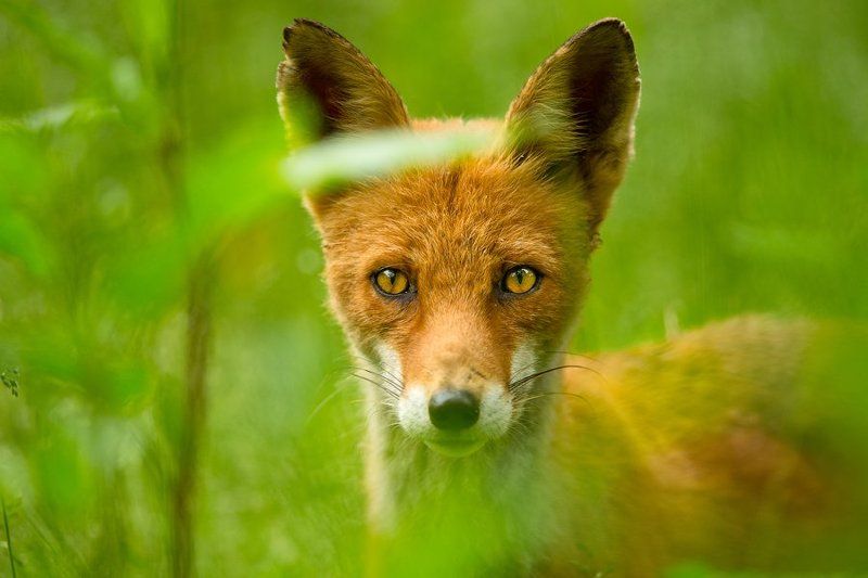 Глаза в глазаphoto preview