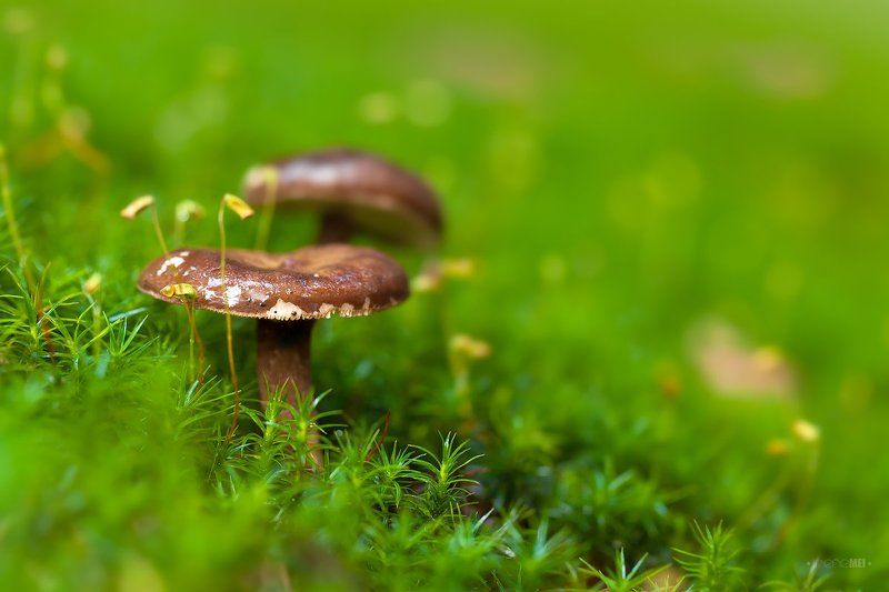 Лесные Обитателиphoto preview