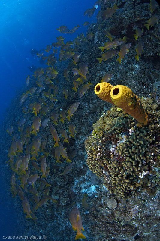 Губка Боб - Круглые Штаны :)photo preview